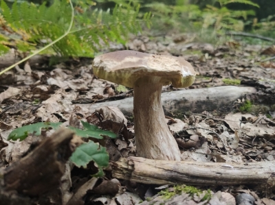 W dolnośląskich lasach wysyp grzyb&oacute;w... i samochod&oacute;w