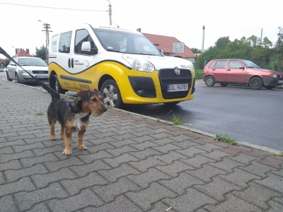 O psie, kt&oacute;ry jeździł koleją... dolnośląską