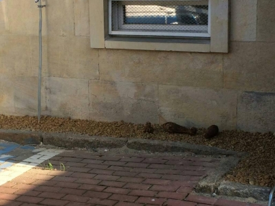 Saperzy proszą o rozsądek po tym jak grzybiarze przynieśli granaty na komendę [FOTO] - 0