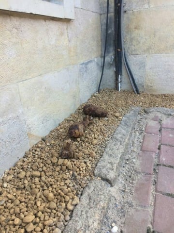 Saperzy proszą o rozsądek po tym jak grzybiarze przynieśli granaty na komendę [FOTO] - 1