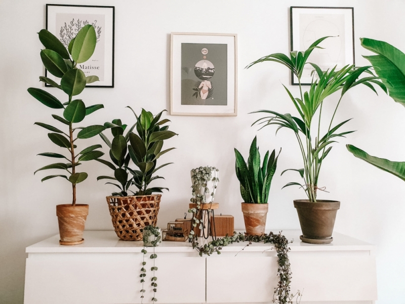 Damy radę: Jak dbać o rośliny w domu - fot. Magda Klima