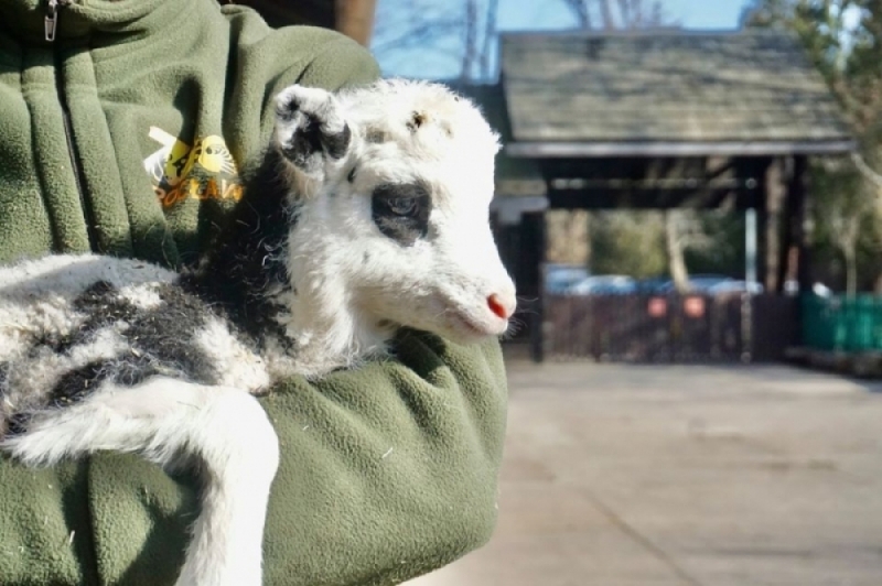 Dziś Światowy Dzień Zwierząt - fot. zoo wrocław
