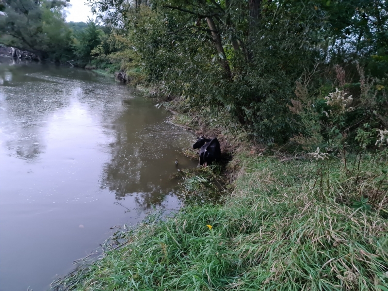 Czarna krowa tuż nad Odrą, żuła trawę kręcąc mordą - fot. Ekostraż Wrocław