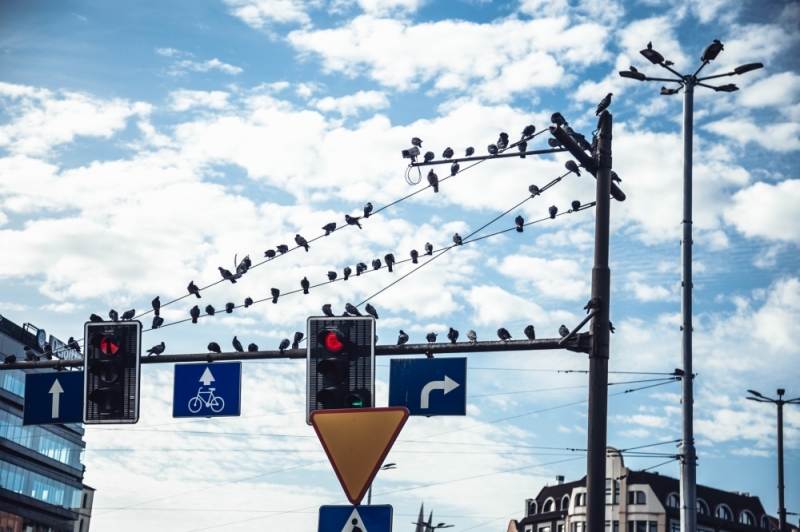 Straż Miejska [ZDJĘCIE DNIA] - fot. Patrycja Dzwonkowska