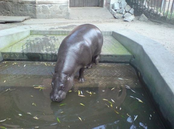 Wrocławski hipopotam ma imię (Posłuchaj) - Fot. ZOO Wrocław