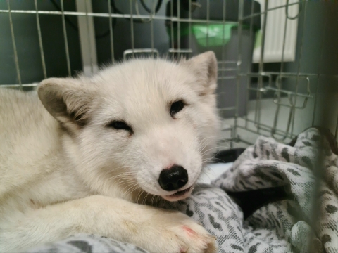Wrocławska Ekostraż ratuje lisy z Krotoszyna - 2