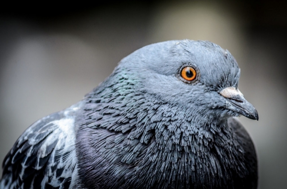 Najszybsze gołębie w Polsce? Te dolnośląskie - Zdjęcie ilustracyjne: Robert Claypool/flickr.com (Creative Commons)