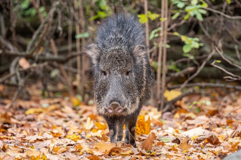 Na ratunek pekari, które są zagrożone wyginięciem - fot. ZOO Wrocław