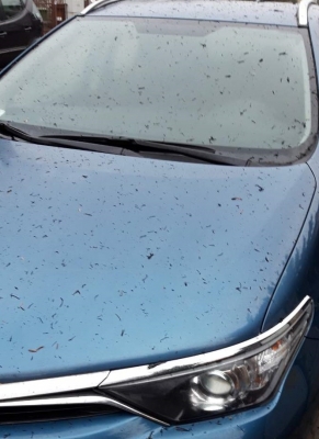 Wrocław: Auta w popiele. Czy to pokłosie pożaru w Bielanach? [ZOBACZ] - 2
