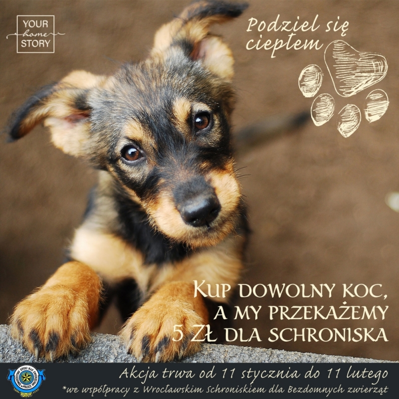 Pomóż zwierzętom z TOZ Schroniska dla Bezdomnych Zwierząt we Wrocławiu - fot. mat. prasowe
