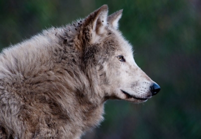Leśnicy zapraszają ochotników na wspólne tropienie wilków