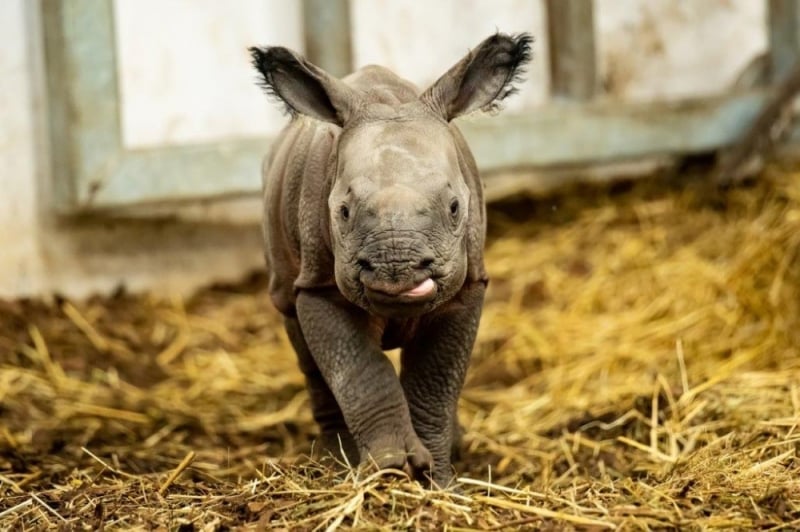 Promyk Słońca we wrocławskim ZOO - fot. ZOO Wrocław