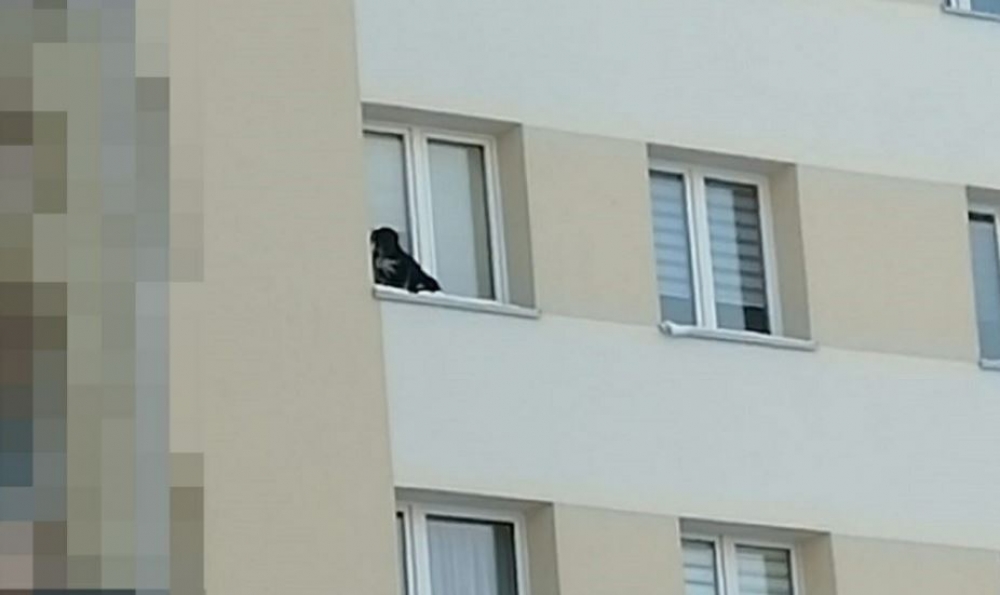 Mężczyźnie, który wystawił psa na parapet okna na 9 piętrze grozi do 3 lat więzienia - fot. Policja