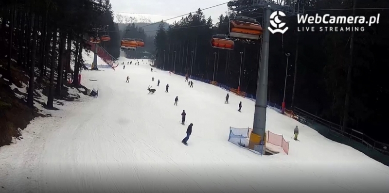 Niecodzienny gość na stoku [ZOBACZCIE] - Fot. webcamera.pl