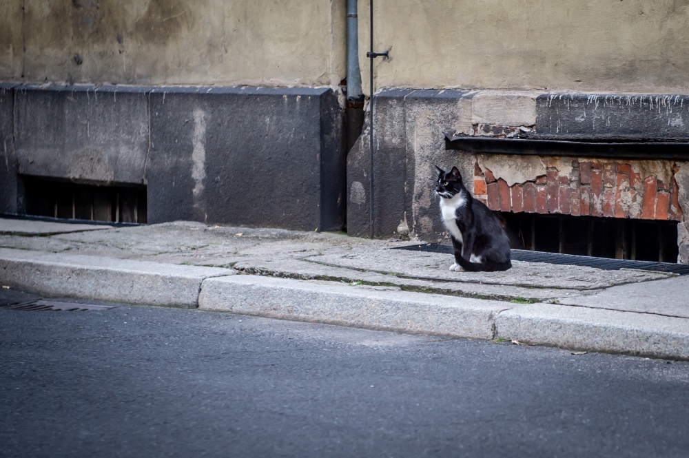 Wrocławianie pomagają bezdomnym kotom - fot. archiwum Radio Wrocław
