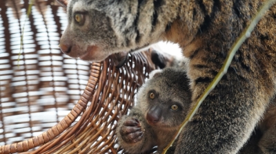 We wrocławskim Zoo urodził się kuskus. To jedyny taki przypadek na świecie