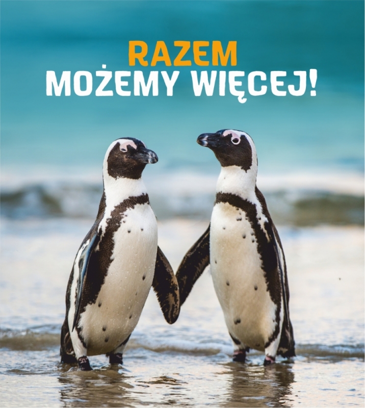 Wrocław: Będzie więcej pieniędzy na ratowanie pingwinów - fot. mat. prasowe