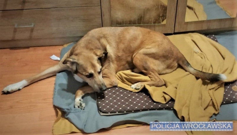 Kopał, szarpał i zrzucił ze schodów swojego psa. 16-latek stanie przed sądem - fot. Policja