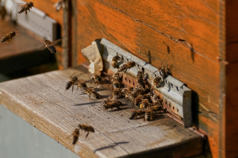 Naukowcy z Politechniki Wrocławskiej skonstruowali elektroniczny nos, który wykrywa chorobę pszczół - zdjęcie ilustracyjne; fot. pixabay