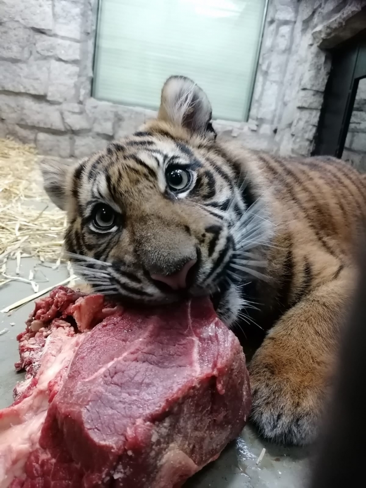 Trzeba mieć nerwy jak ze stali i kochać zwierzęta. W ZOO szukają opiekuna drapieżników – fot. ZOO Wrocław