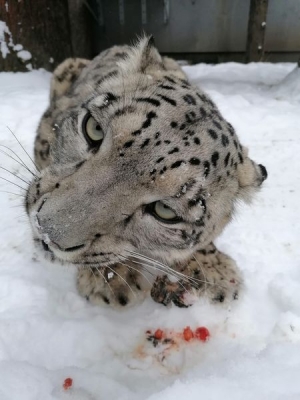 Trzeba mieć nerwy jak ze stali i kochać zwierzęta. W ZOO szukają opiekuna drapieżników - 0