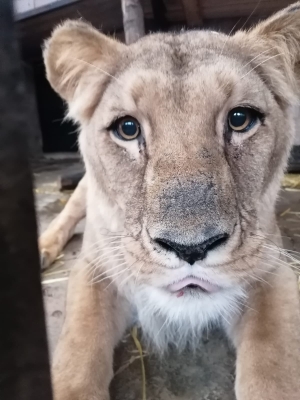 Trzeba mieć nerwy jak ze stali i kochać zwierzęta. W ZOO szukają opiekuna drapieżników - 1