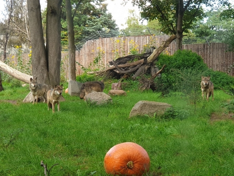 Trzeba mieć nerwy jak ze stali i kochać zwierzęta. W ZOO szukają opiekuna drapieżników - 3