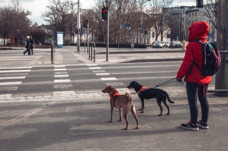 Bank... ochotników spacerowych. Wyprowadzą psy, gdy właściciele są w izolacji - zdjęcie ilustracyjne; fot. Patrycja Dzwonkowska