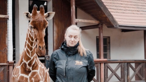 Inuki, czyli zapach. Mała żyrafa już wkrótce pokaże się zwiedzającym - 1