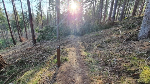 Jelenia Góra: Single tracki zrujnowane przez leśników w czasie wycinek - 0