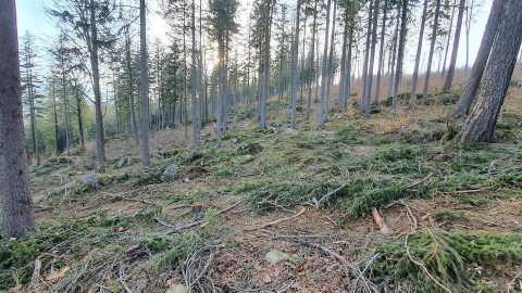 Jelenia Góra: Single tracki zrujnowane przez leśników w czasie wycinek - 1