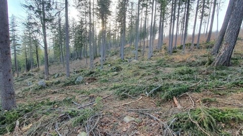 Jelenia Góra: Single tracki zrujnowane przez leśników w czasie wycinek - 1
