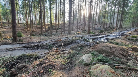 Jelenia Góra: Single tracki zrujnowane przez leśników w czasie wycinek - 2