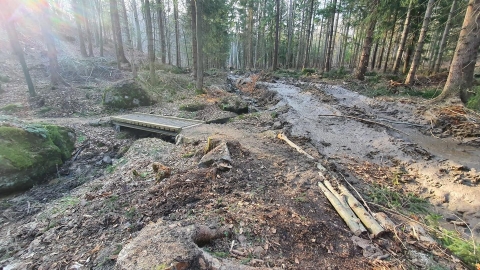 Jelenia Góra: Single tracki zrujnowane przez leśników w czasie wycinek - 3