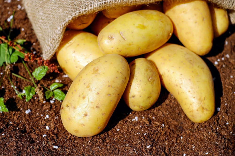 Dramatyczna sytuacja dolnośląskich rolników produkujących ziemniaki - zdjęcie ilustracyjne pixabay.com