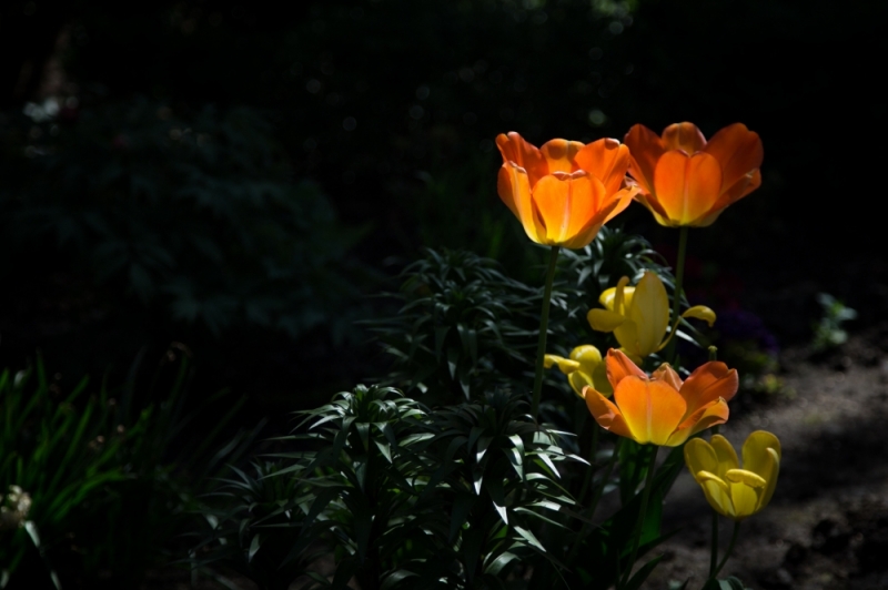 ZDJĘCIE DNIA: Tulipany słoneczne - fot. Patrycja Dzwonkowska