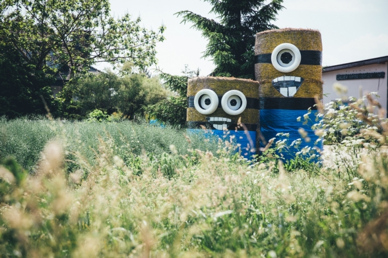 Zdjęcie dnia: Minionki obserwują - fot. Patrycja Dzwonkowska