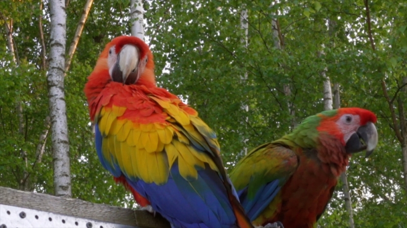 Piękne kolory nad głowami. W Sosnówce powstał Ptasi Park - fot. Ptasi Park