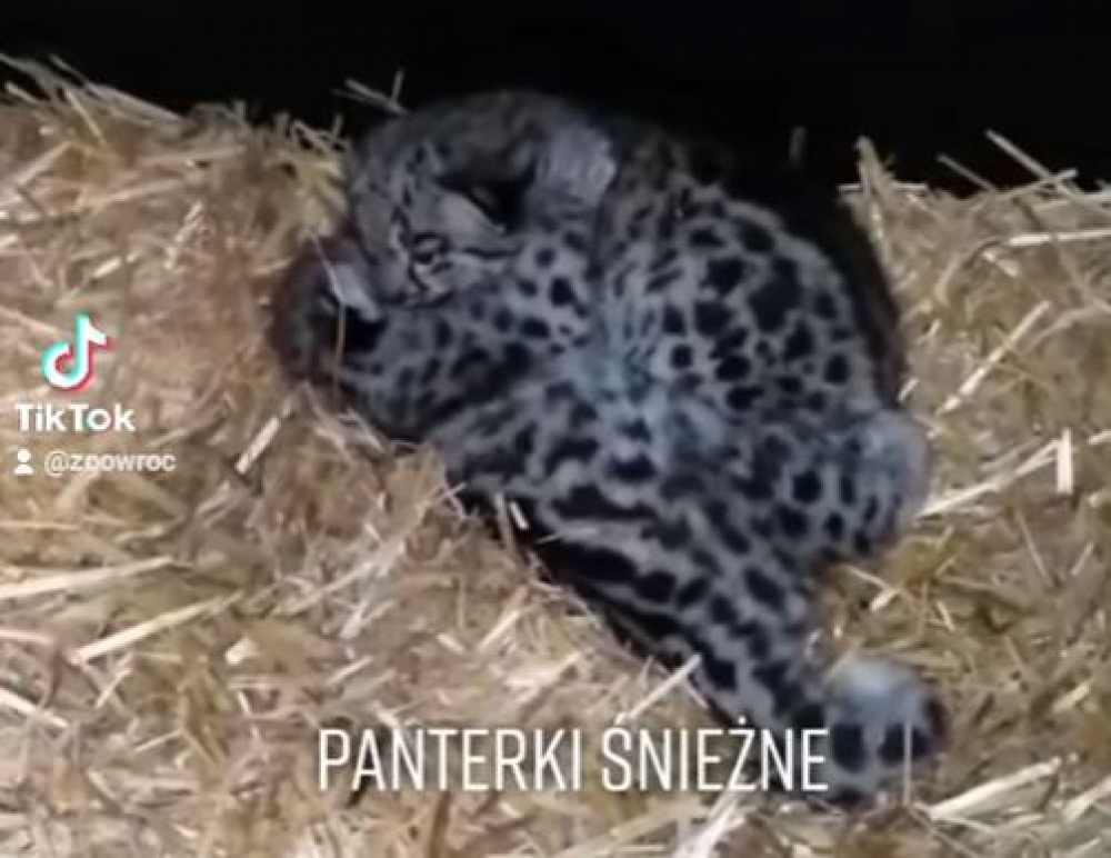 We wrocławskim ZOO urodziły się dwie pantery śnieżne - fot. ZOO Wrocław Facebook