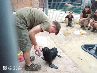 Kotik Bruno podbija serca pracowników wrocławskiego zoo