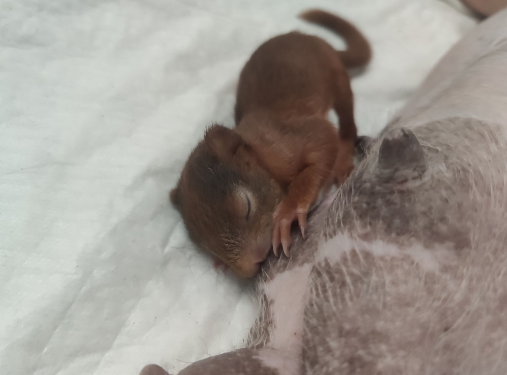 Kilkudniowa wiewiórka trafiła do lecznicy w Legnicy - fot. Karolina Kurczab