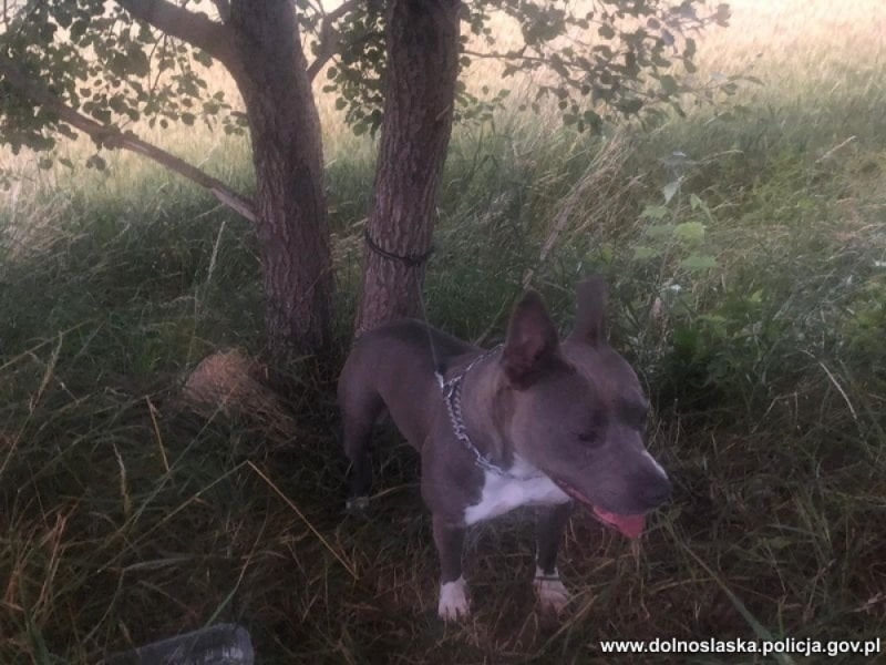 Głogów: Ktoś przywiązał psa do drzewa i porzucił w lesie. Policja szuka właściciela - fot. Policja