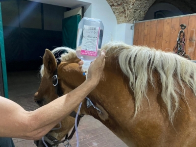 Nie udało się uratować konia, którego odebrano byłemu dyrektorowi wrocławskiego zoo