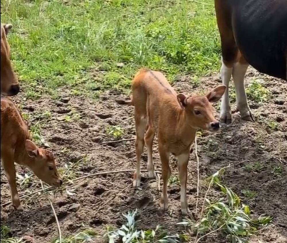 Jedne z najrzadszych krów świata przyszły na świat we wrocławskim ZOO - fot. ZOO Wrocław Facebook