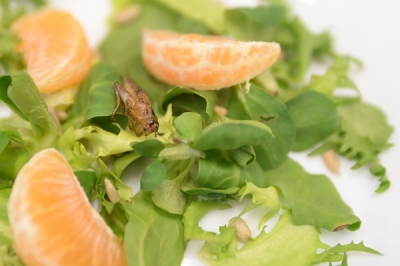 Studenci Uniwersytetu Przyrodniczego zbadają wartości odżywcze owadów