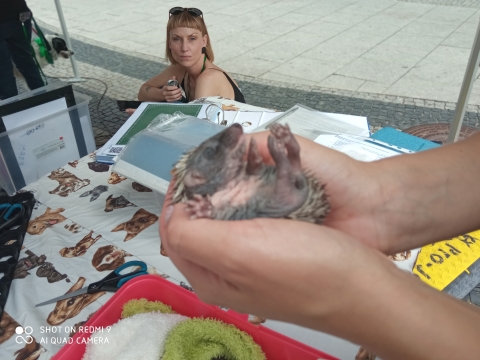 Wrocławska Ekostraż w niedzielę odwiedziła Rynek - 3