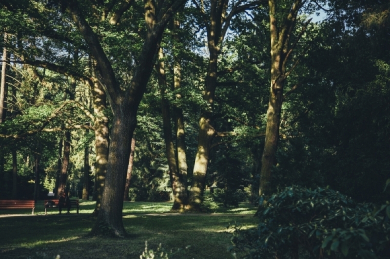 Wieczór z Dolnego Śląska. Park Grabiszyński: Miejska puszcza - zdjęcie ilustracyjne; fot. archiwum radiowroclaw.pl