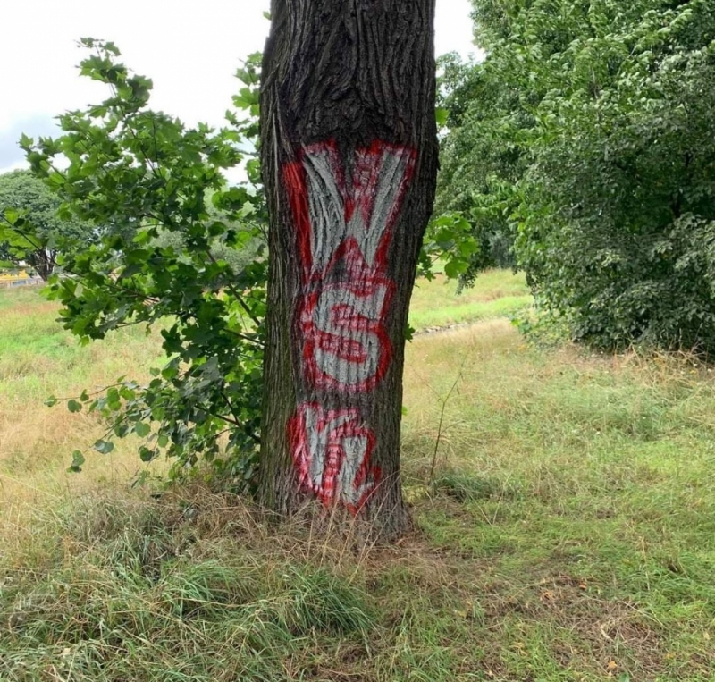 "Człowieku, wymaluj sobie coś takiego na czole". Wandale pomazali ponad 100-letnie drzewo - Fot. Radosława Janowska - Lascar