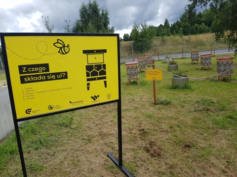 Na terenie Starej Kopalni w Wałbrzychu stanęła pasieka z recyklingu - 7