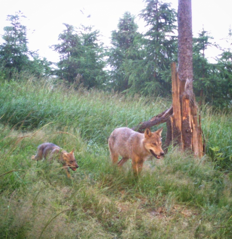 Co najmniej trzy młode wilki w lasach koło Wałbrzycha - fot. nadleśnictwo